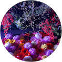 mayu profile picture